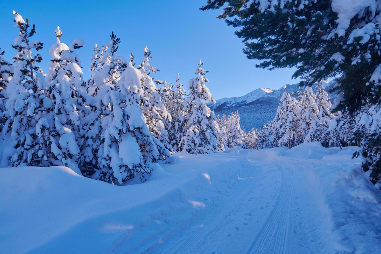 11582762-inverno-alba-con-fresco-neve-coperto-foresta-e-montagne-gratuito-foto.jpg